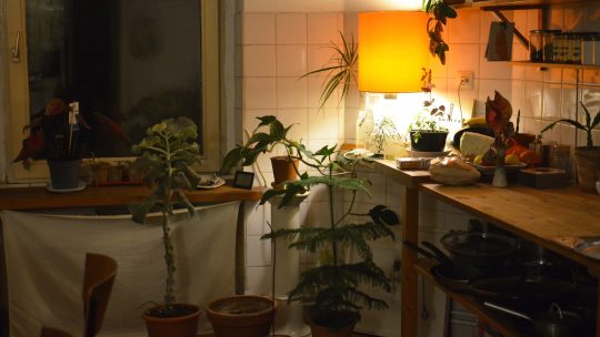 Man bliver glad af at have mange planter i sit hjem og udendørs